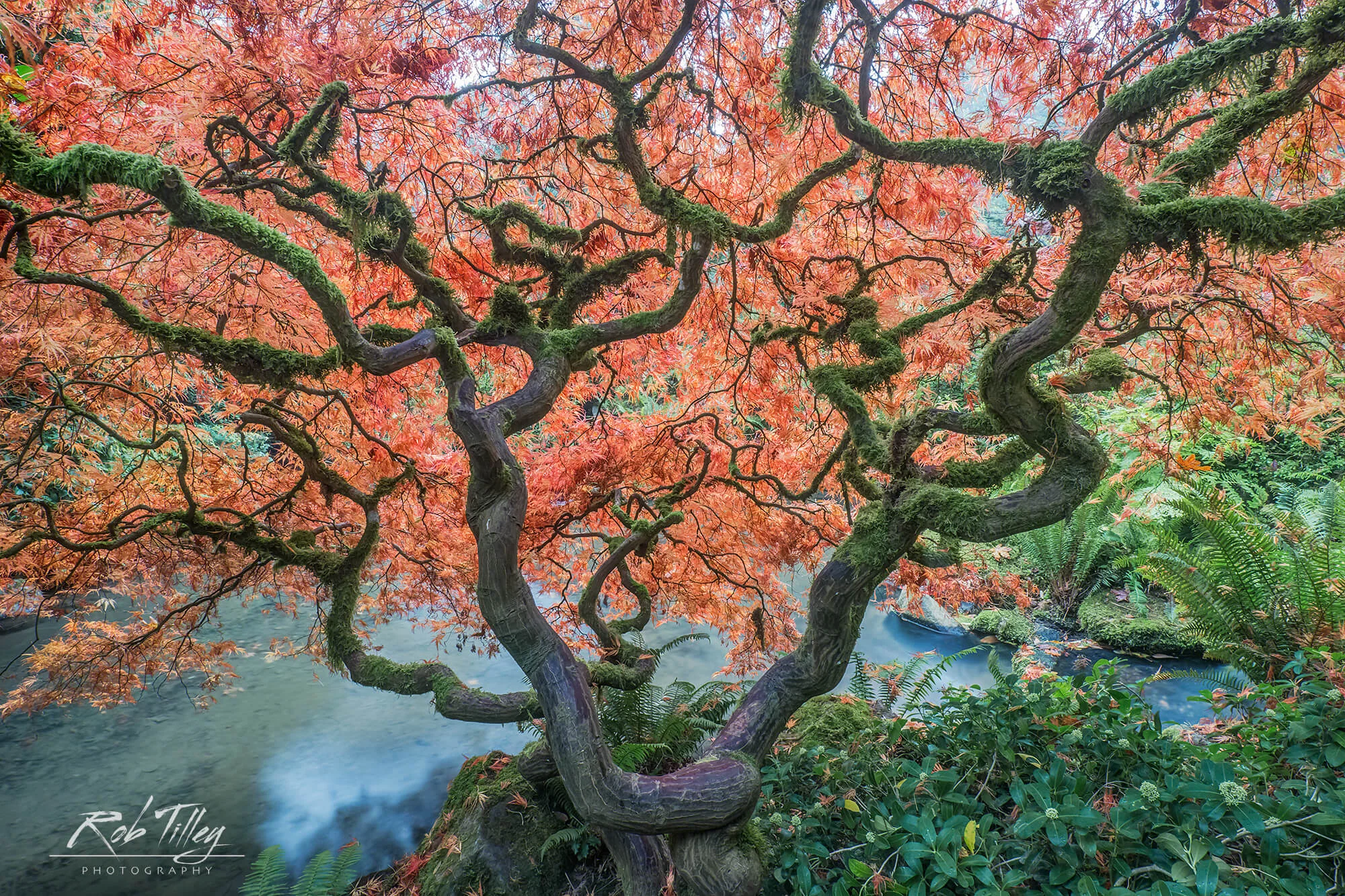 Fine Art Photographic Print of Reaching for Heaven Japanese maple